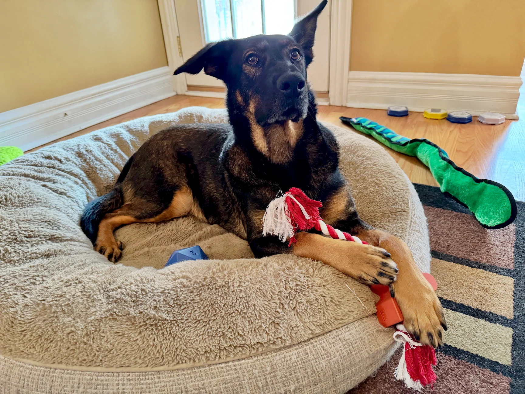 Meeple Rubber and Rope Dog Toy - Image 2